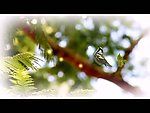树枝小鸟视频素材