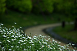 白花特写
