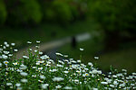 花特写