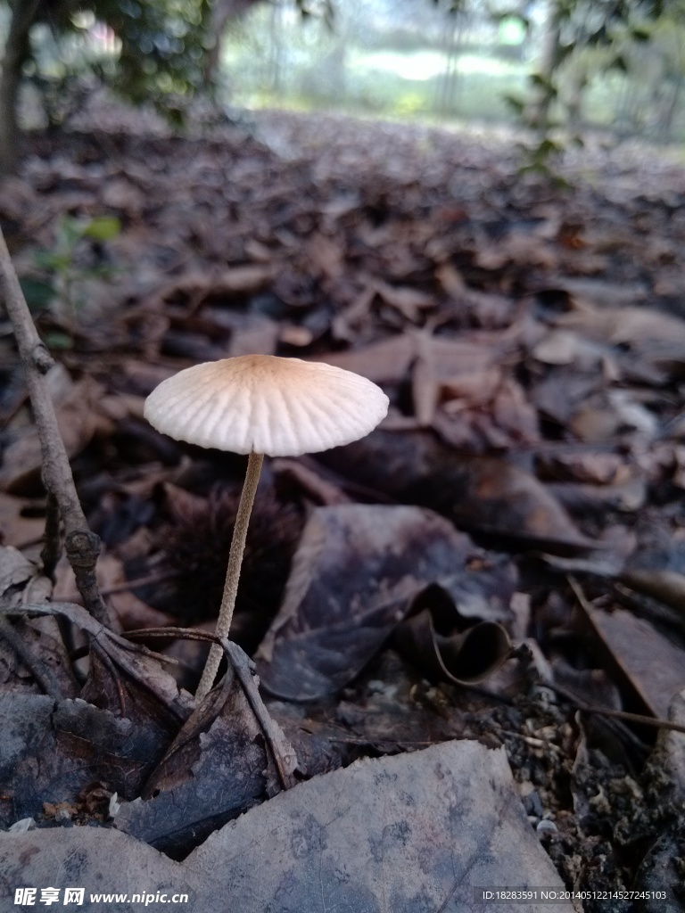 菌菇