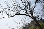 枯树
