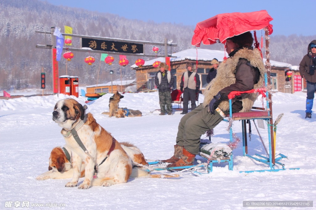 雪乡狗拉雪橇