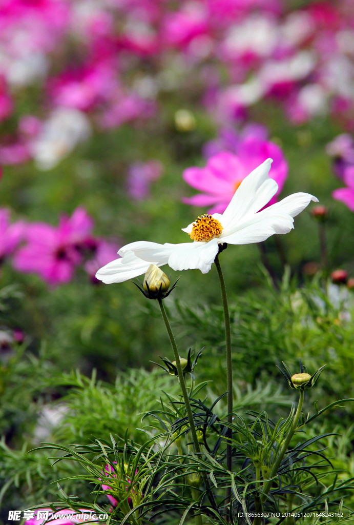 格桑花