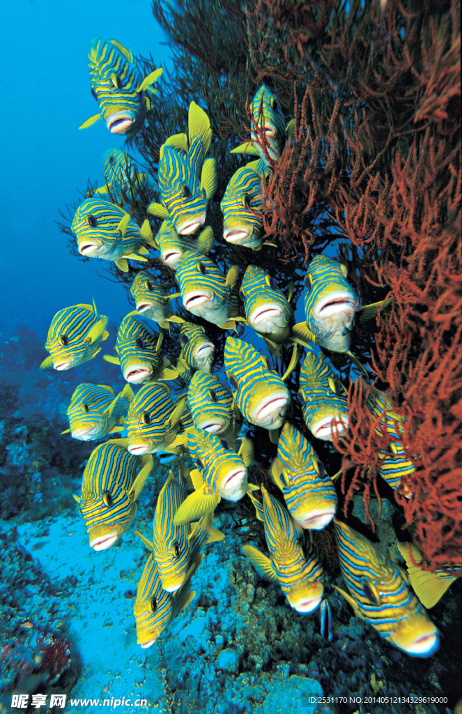 海洋生物