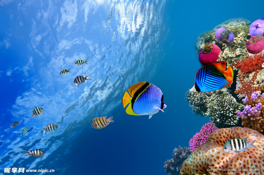 海洋生物