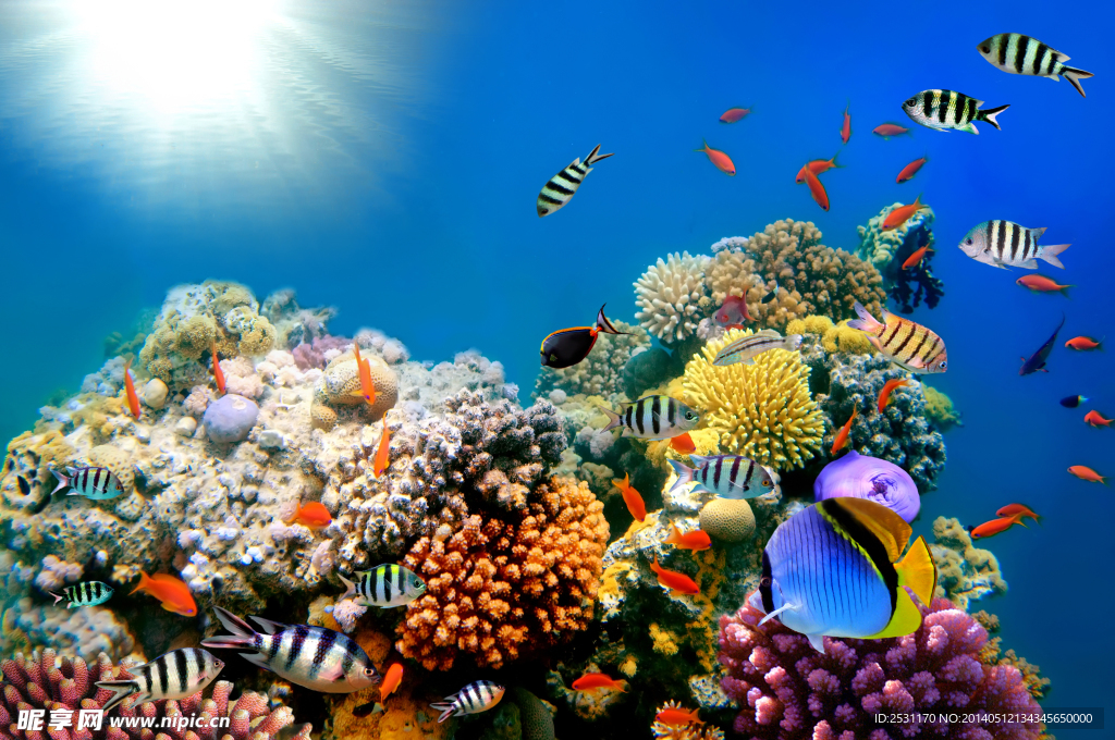 海洋生物