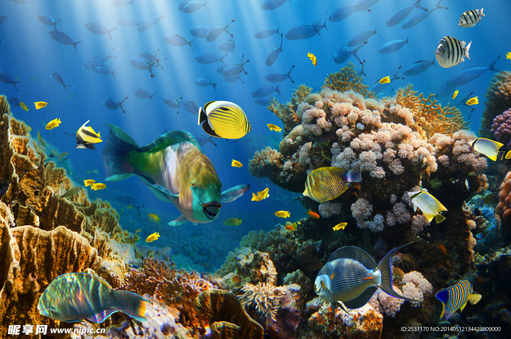 海洋生物