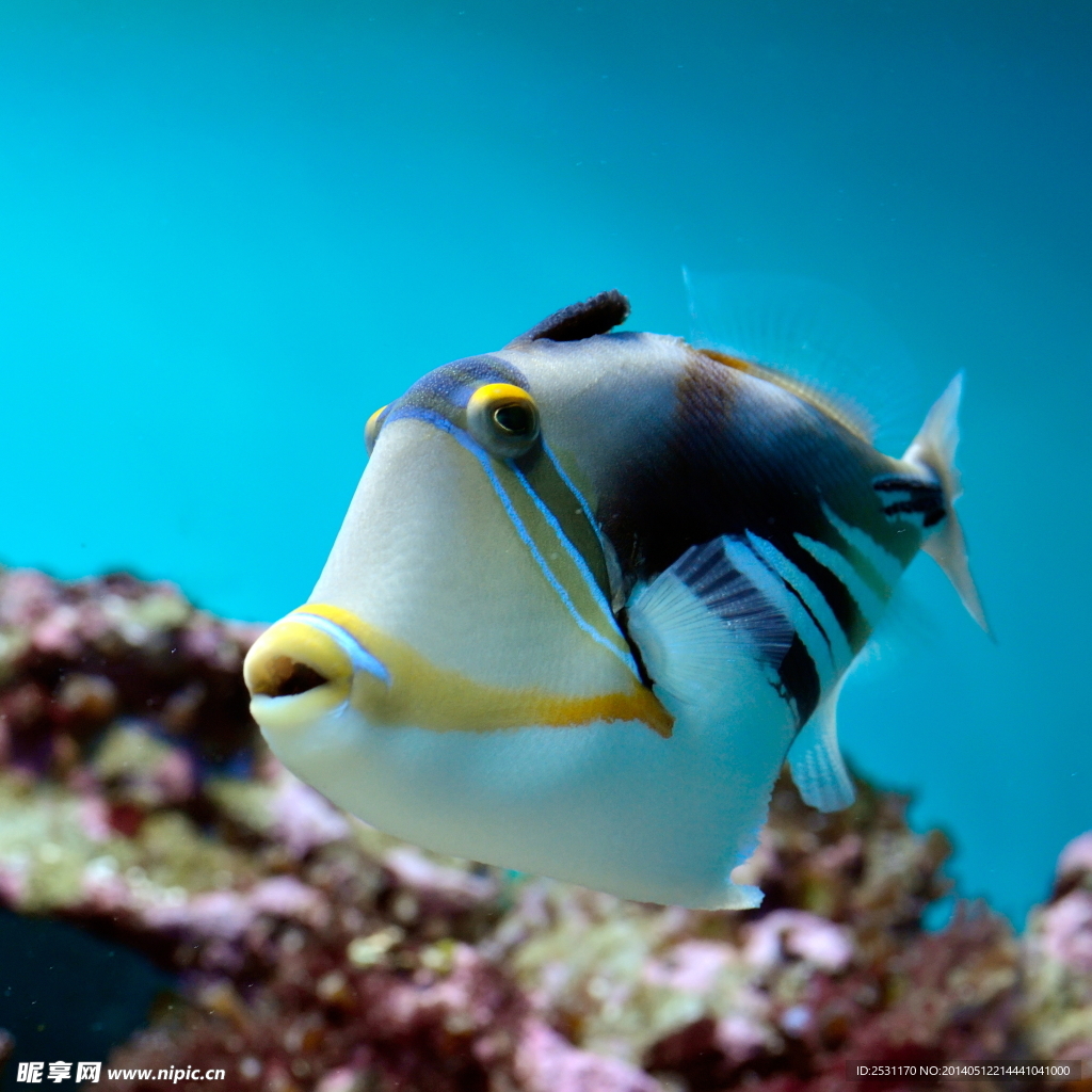 海洋生物