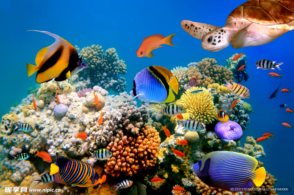 海洋生物
