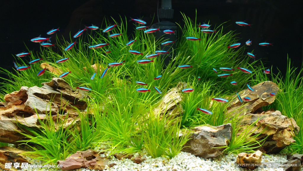 海洋生物