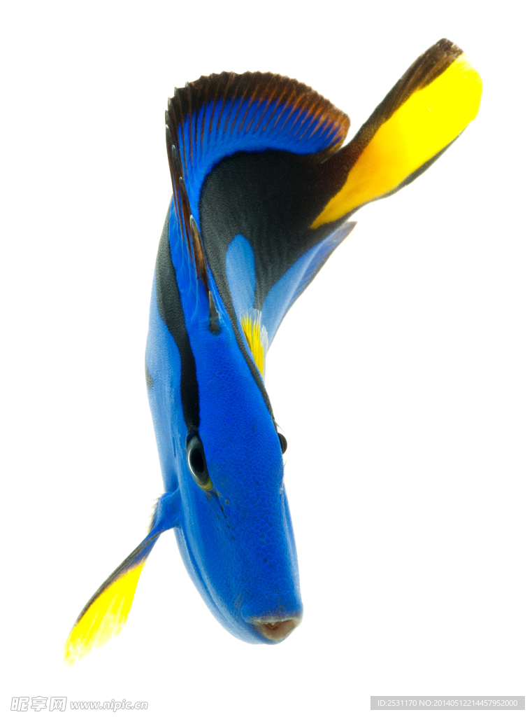 海洋生物