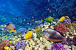 海洋生物