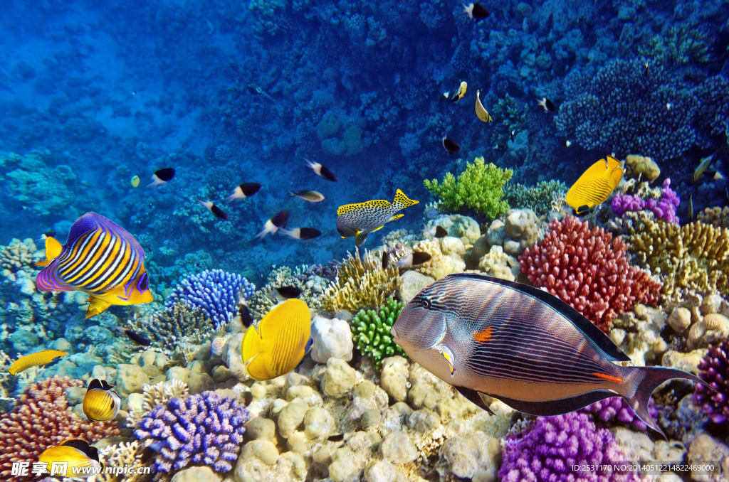海洋生物