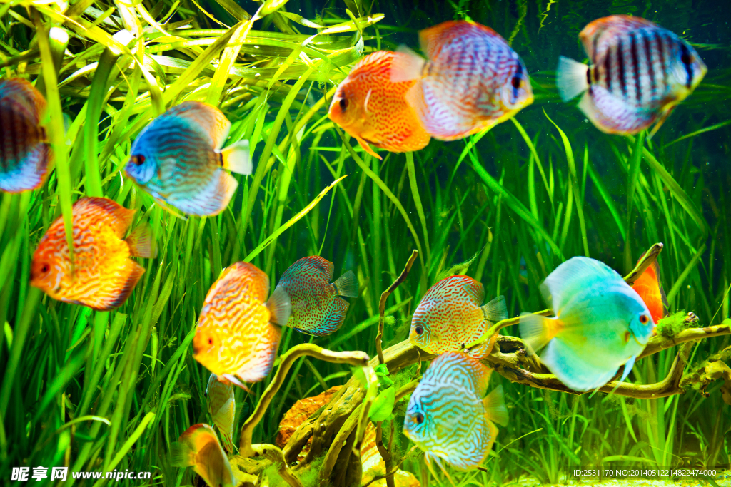 海洋生物