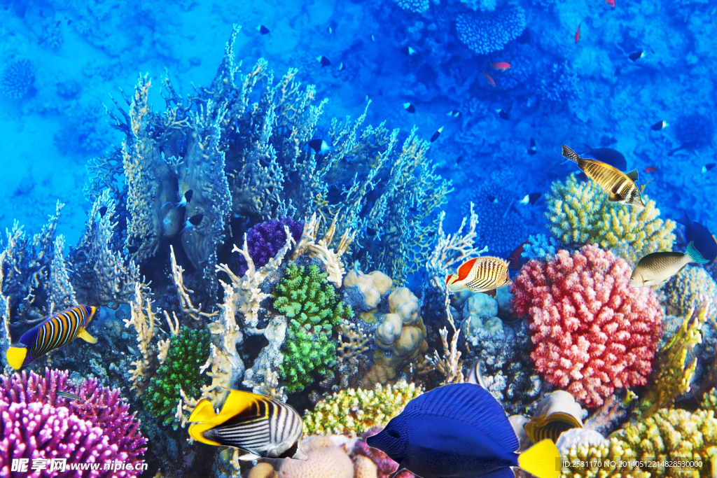 海洋生物