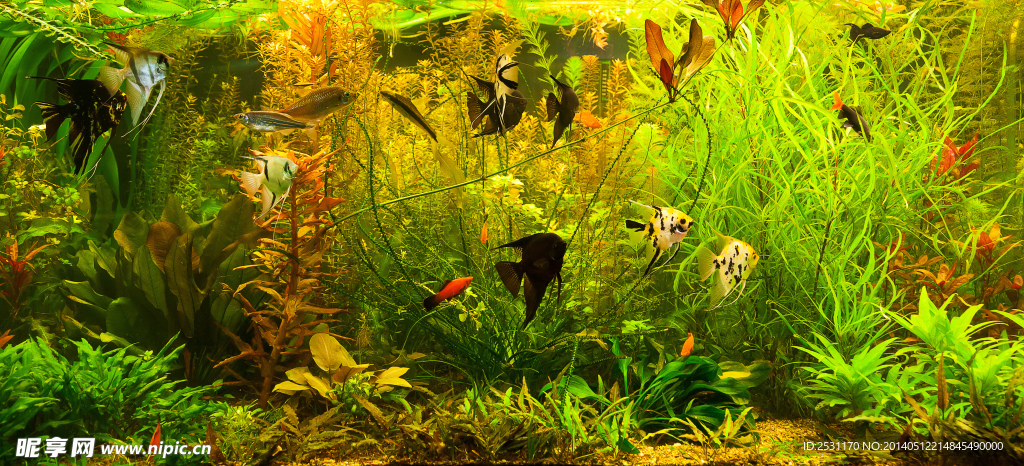海洋生物