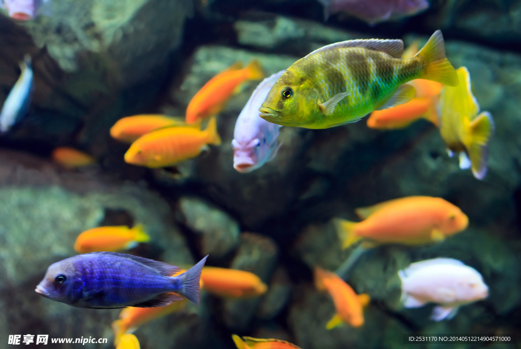 海洋生物