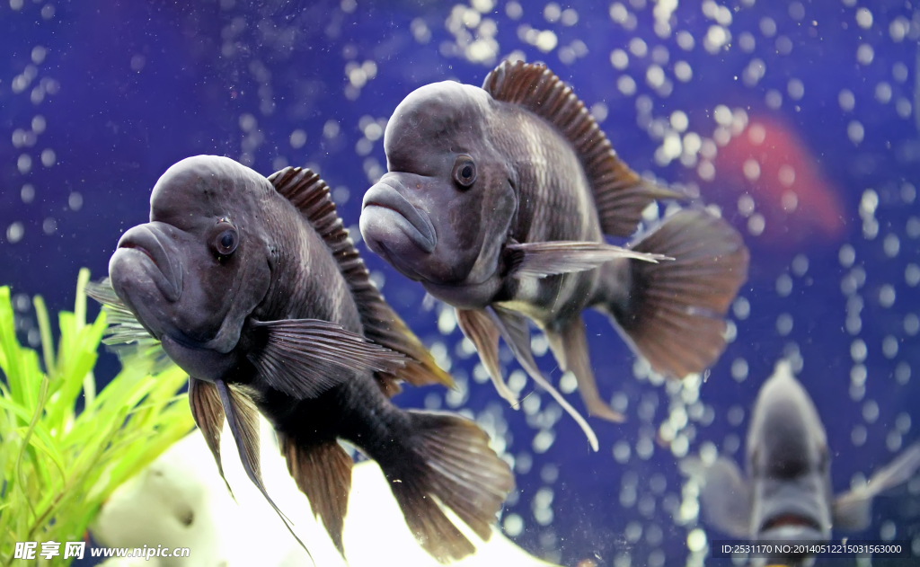 海洋生物