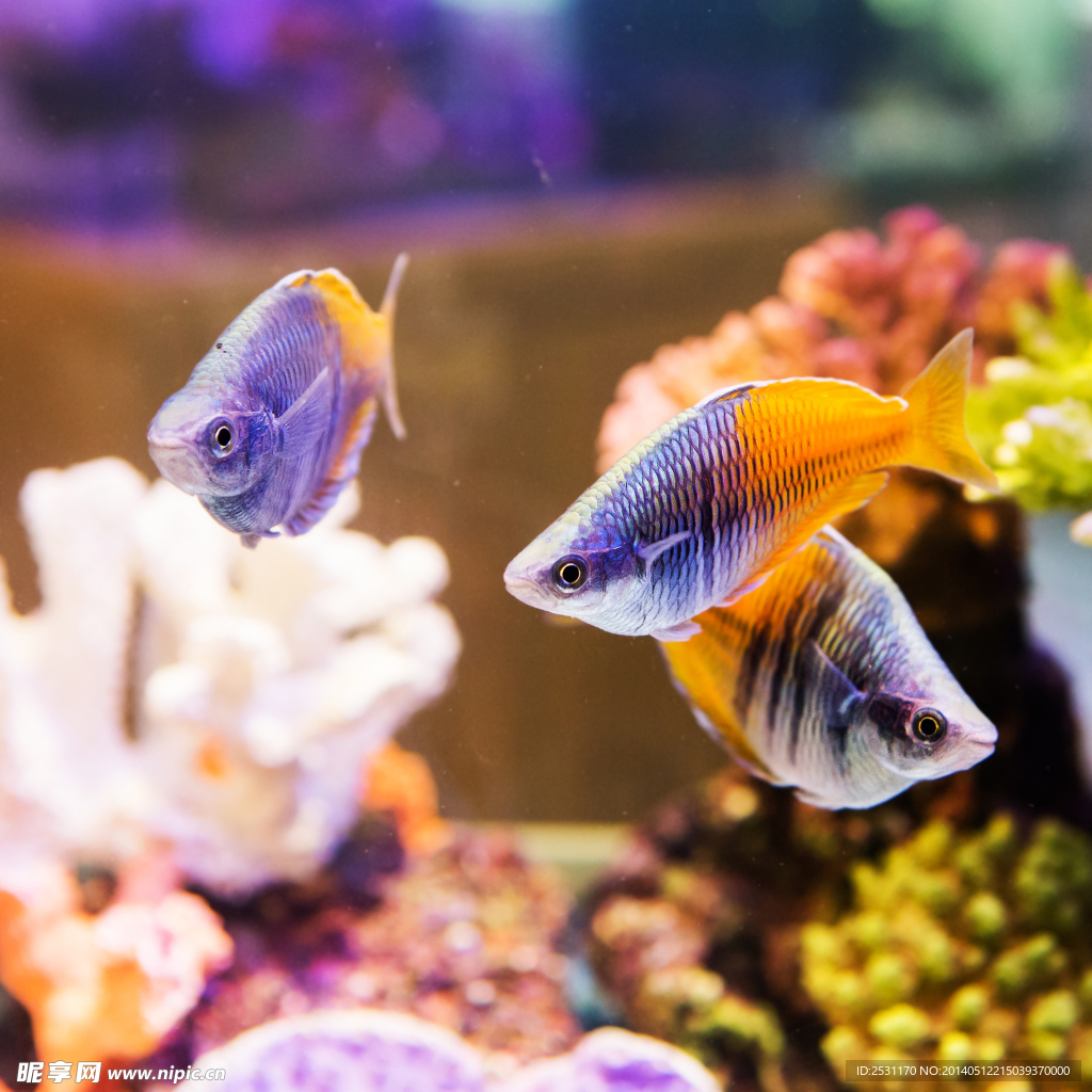 海洋生物