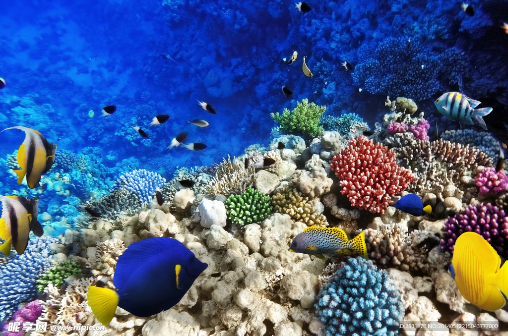 海洋生物