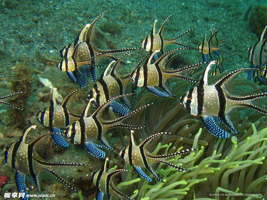 海洋生物