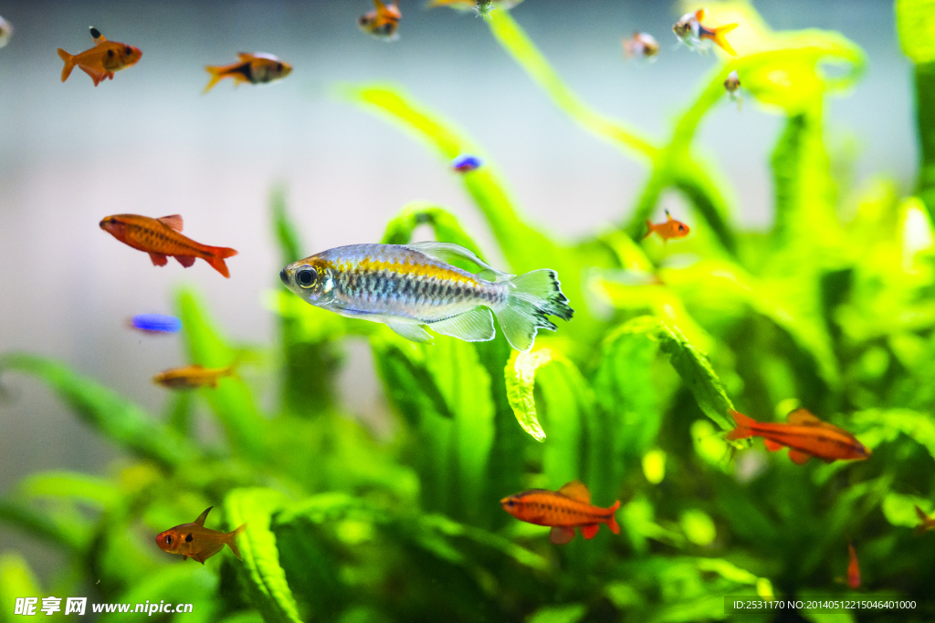 海洋生物