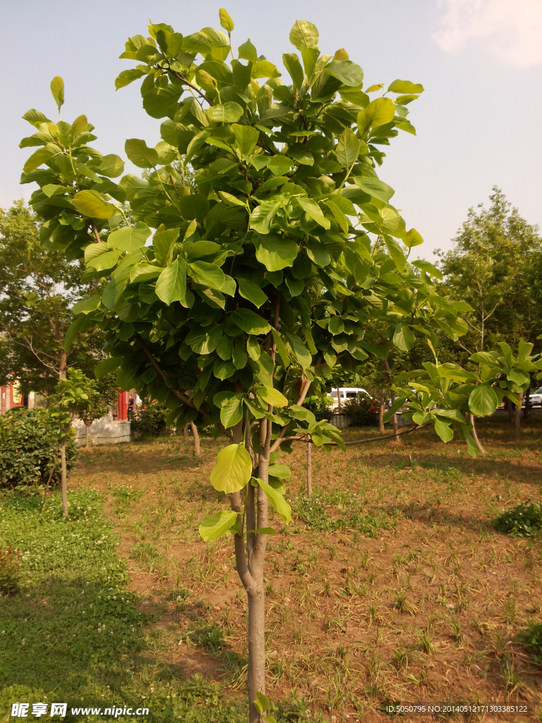 菩提树