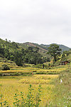 乡村风景
