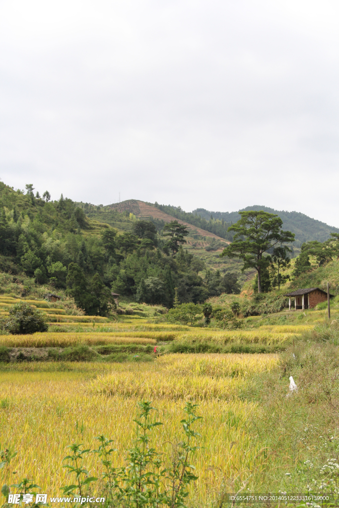 乡村风景