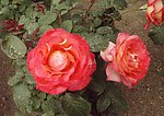 月季花