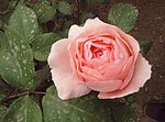月季花