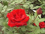 月季花