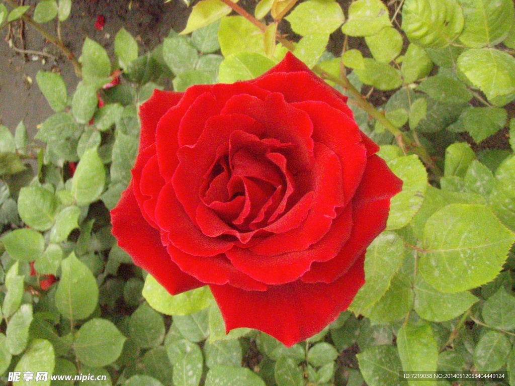 月季花
