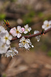 李子花