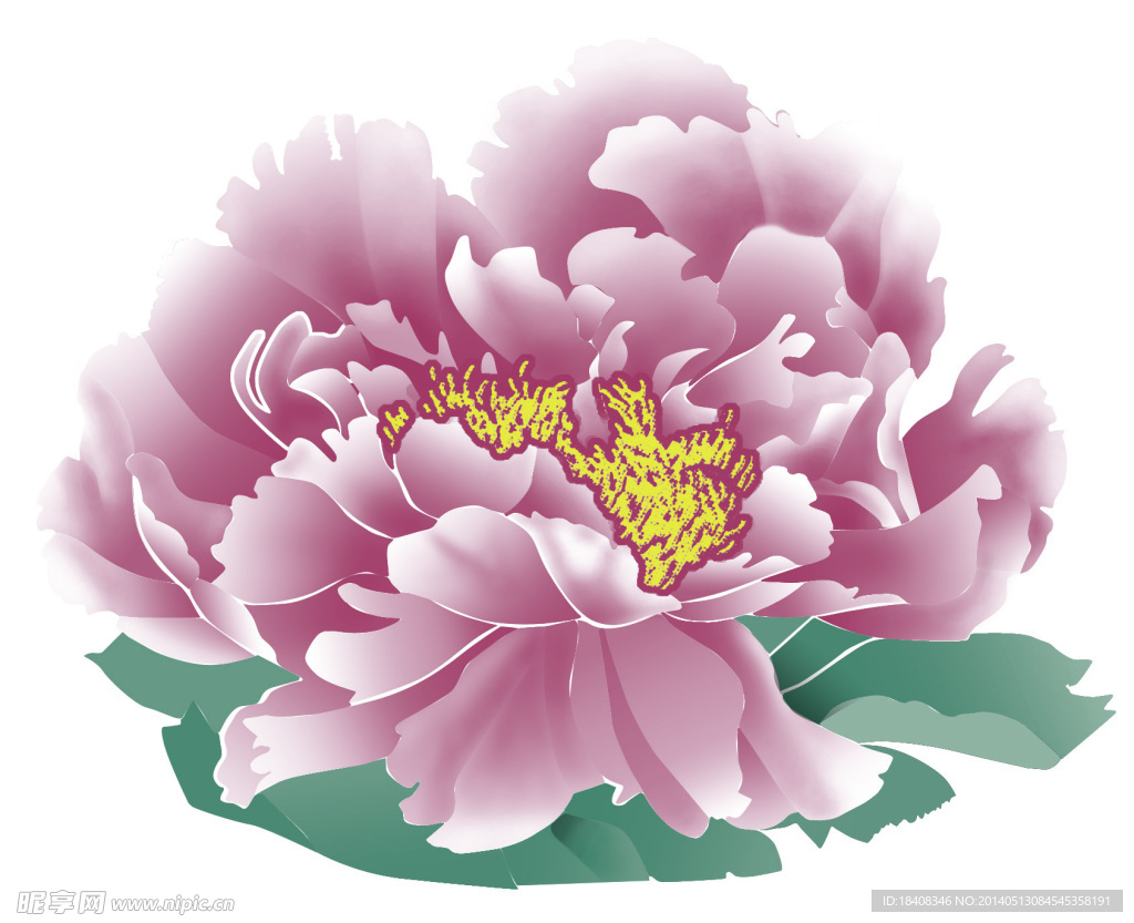 牡丹花