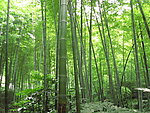 竹林