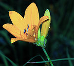 雨后的花