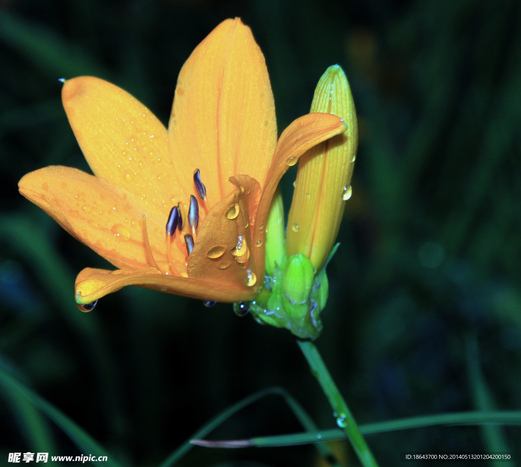 雨后的花