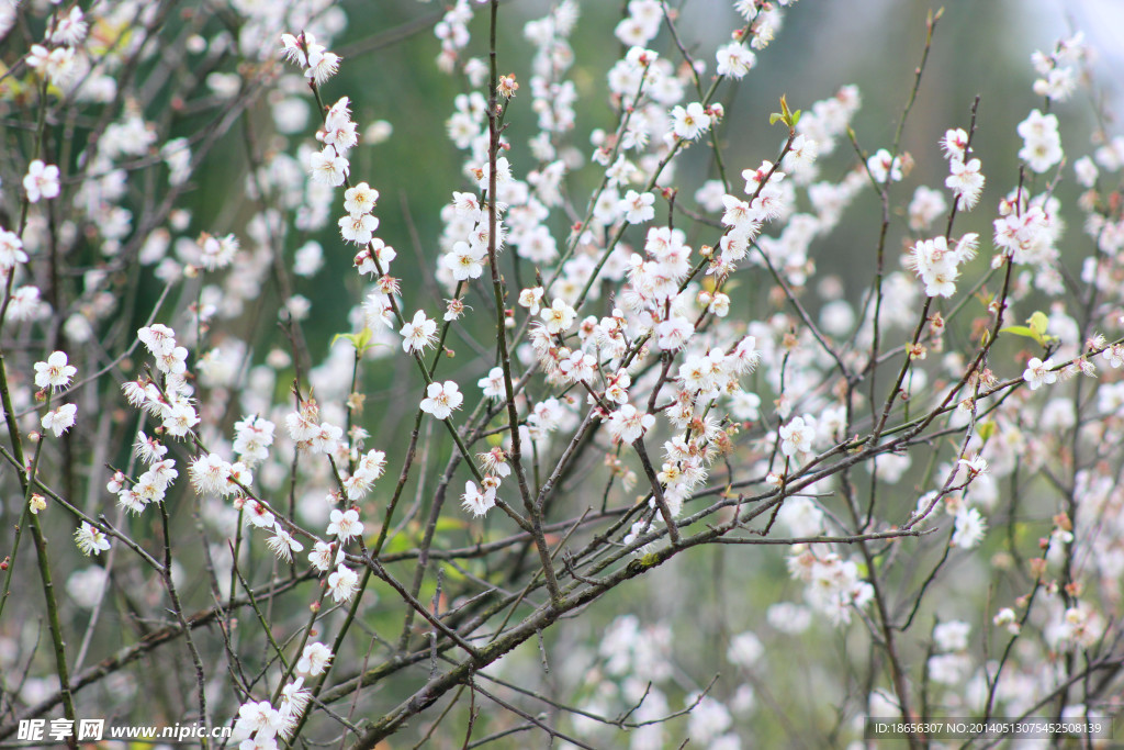 梅花