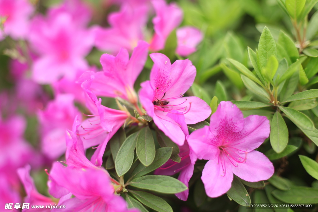 杜鹃花