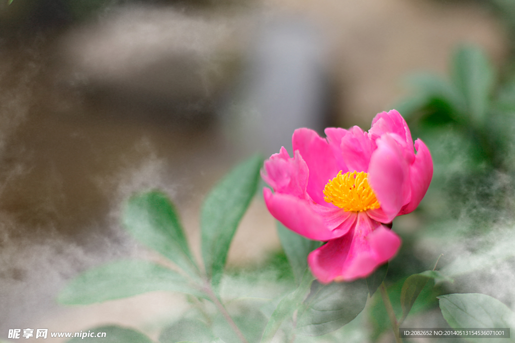 美丽的石阳花