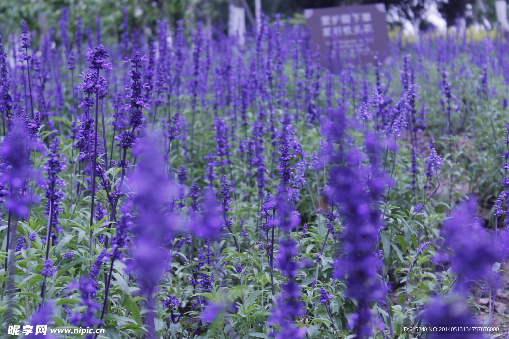 薰衣草