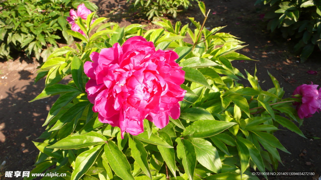 芍药花