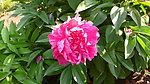 芍药花
