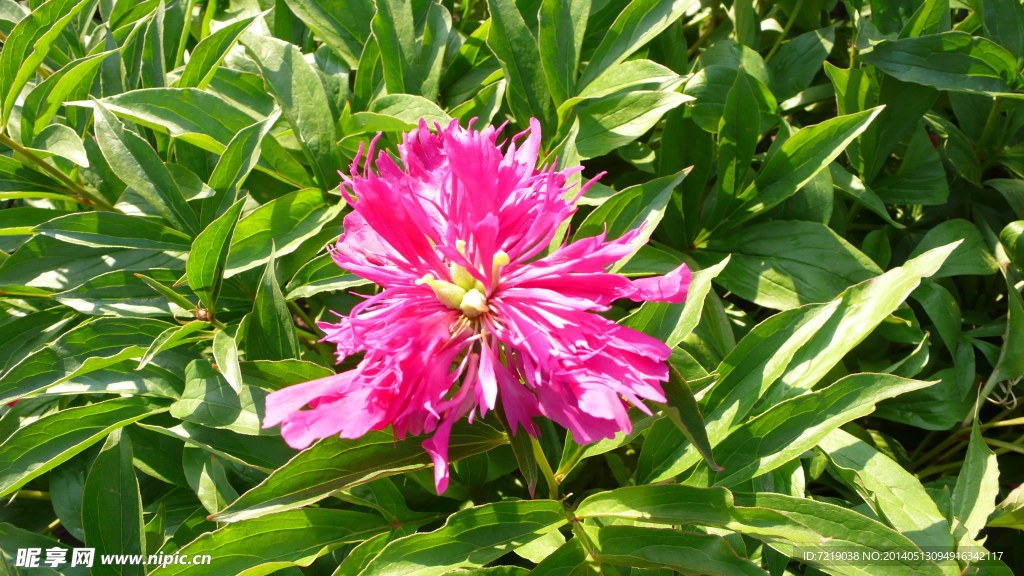 芍药花