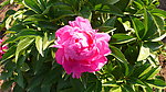 芍药花