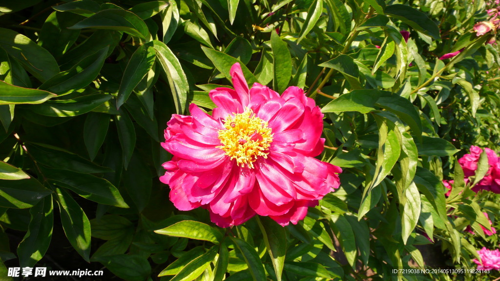 芍药花