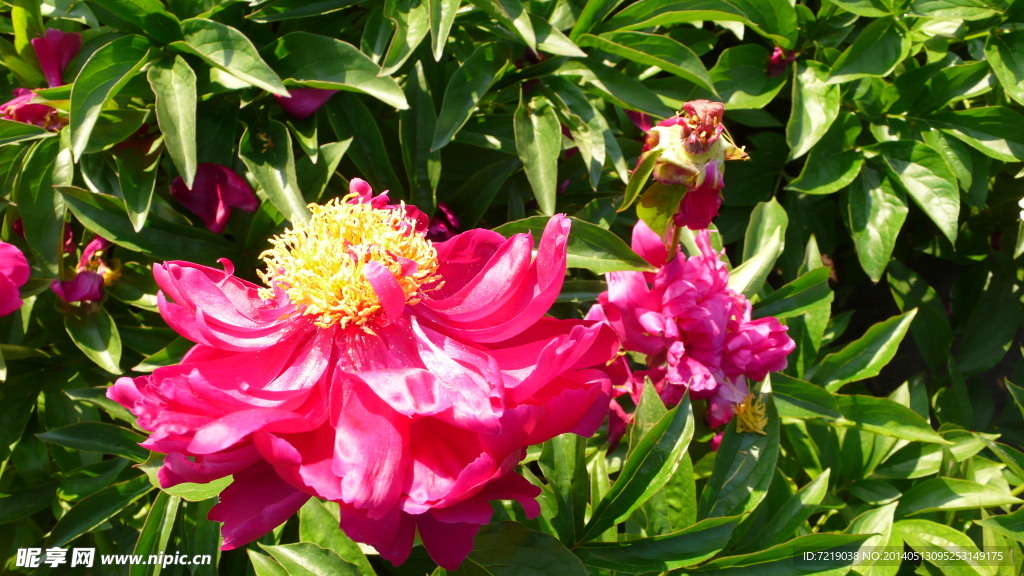 芍药花