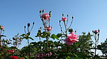 月季花