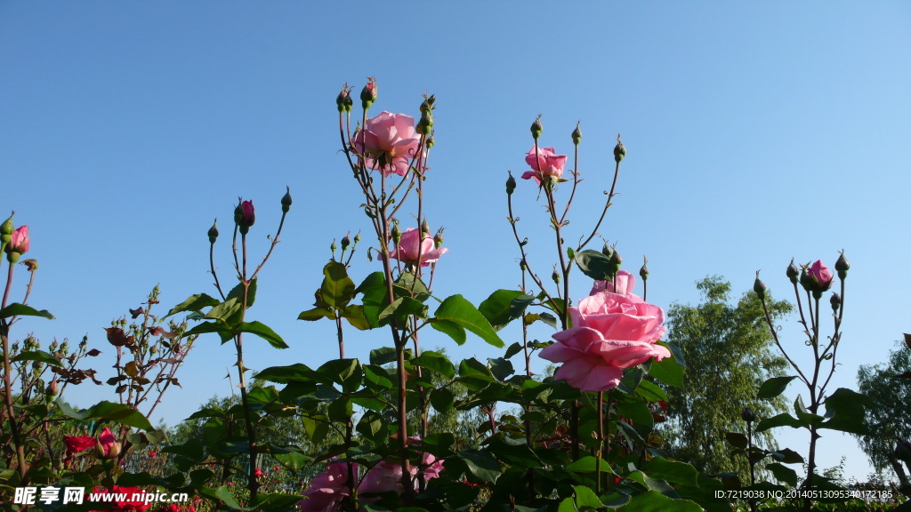 月季花